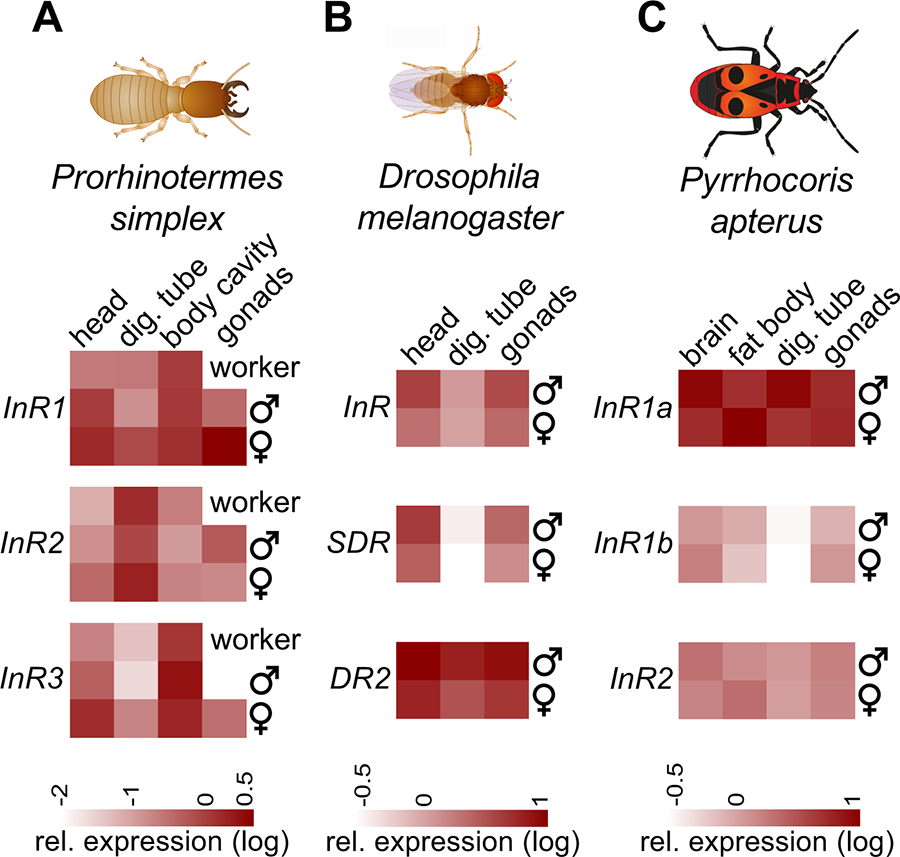Complex evolution of insect insulin receptors and homologous decoy receptors, and functional significance of their multiplicity