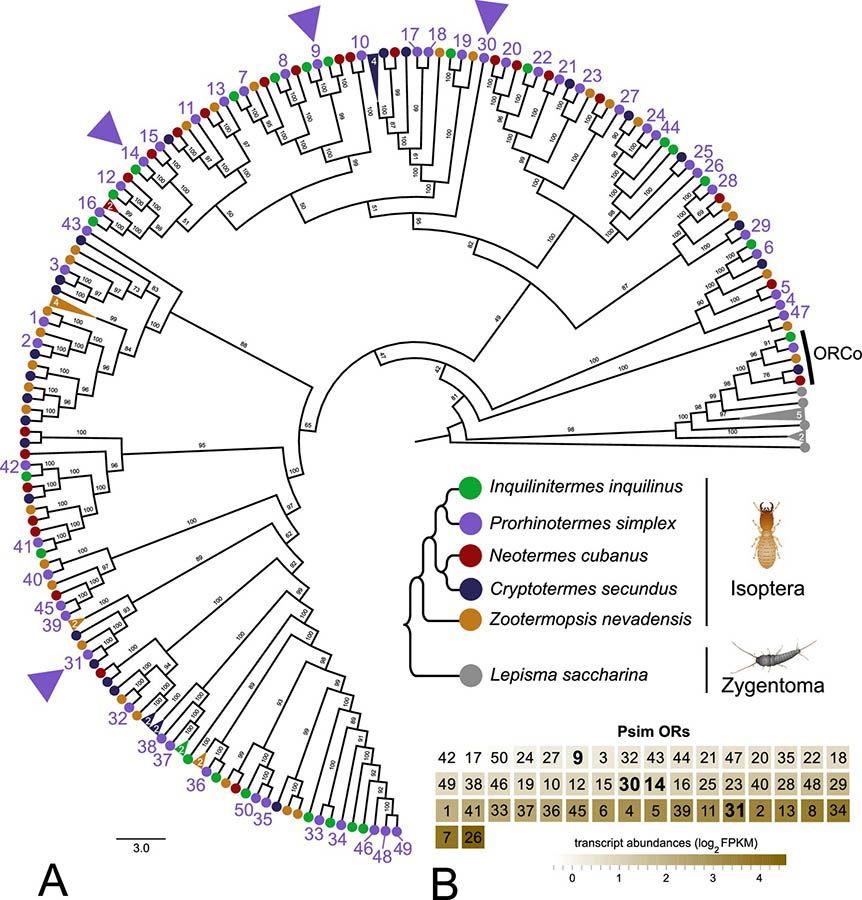 Identification of the trail-following pheromone receptor in termites